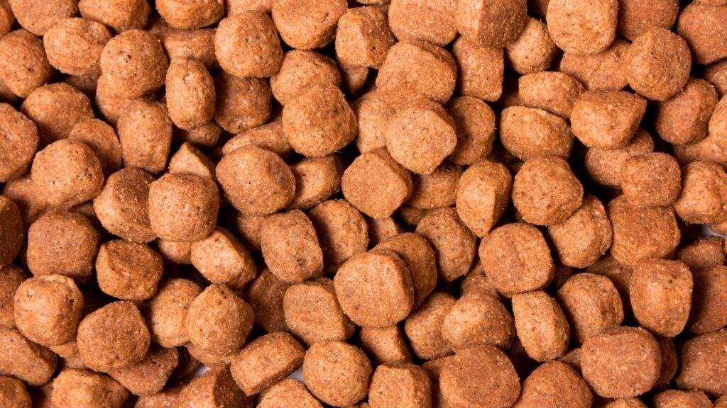 mejor pienso para perros