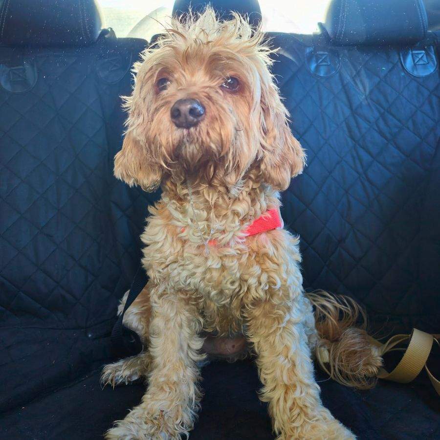 viajar con perro en coche