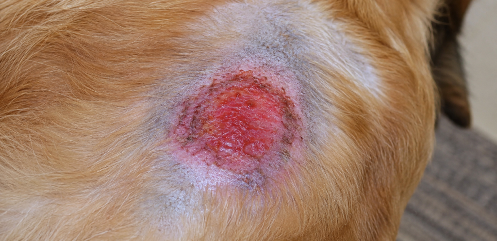 eczema húmedo en perros