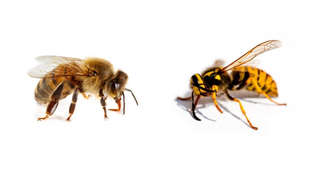 perros picados por abejas
