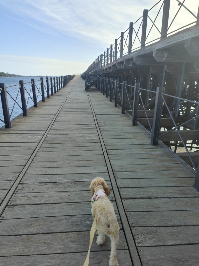 viajar a Huelva con perro